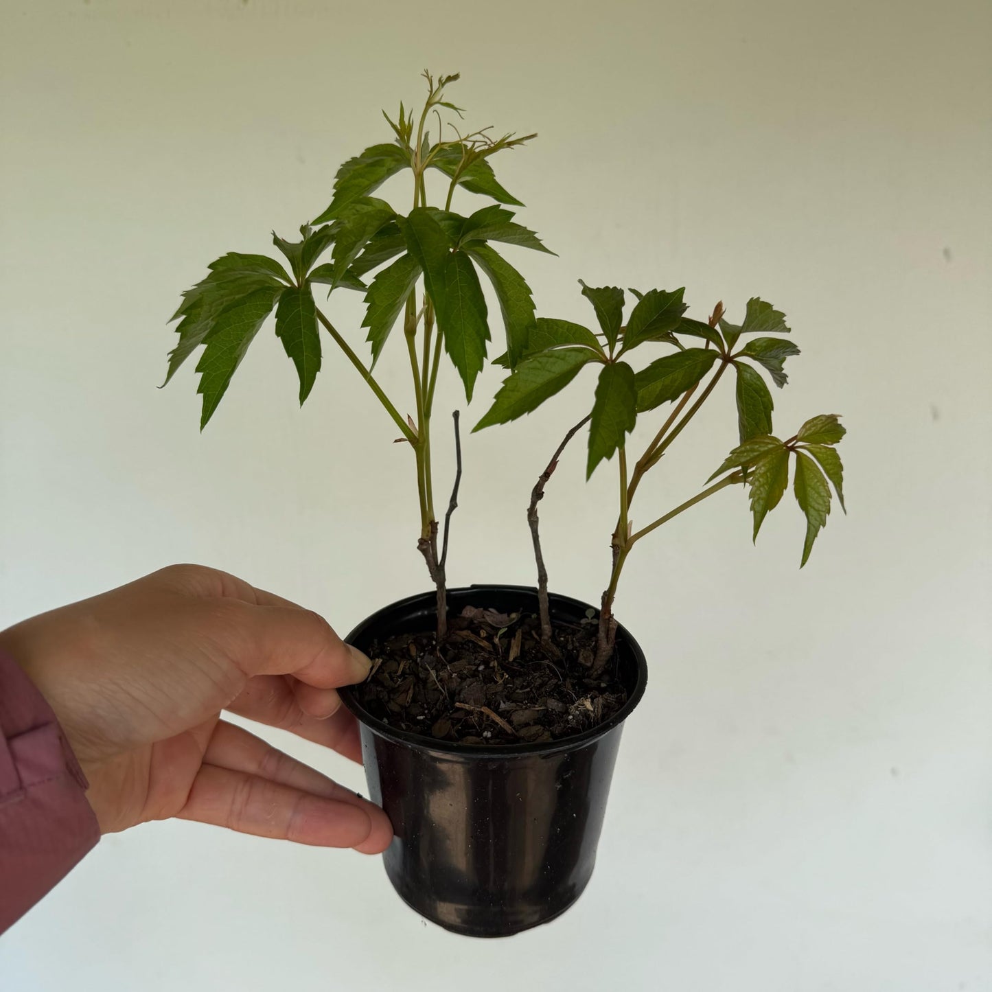 Virginia Creeper 1 Live Plant in 4" Pot for Planting | No Ship to California | Creeper Virginia Plant (Parthenocissus quinquefolia)