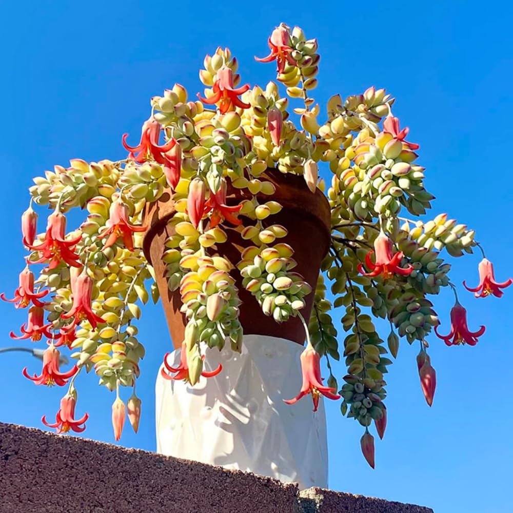 Cotyledon Pendens Succulent Live Plant Potted, Trailing Succulent Rare House Plant for Home Office Decoration, Indoor Outdoor Growing, 2" Pot, Starter Plants