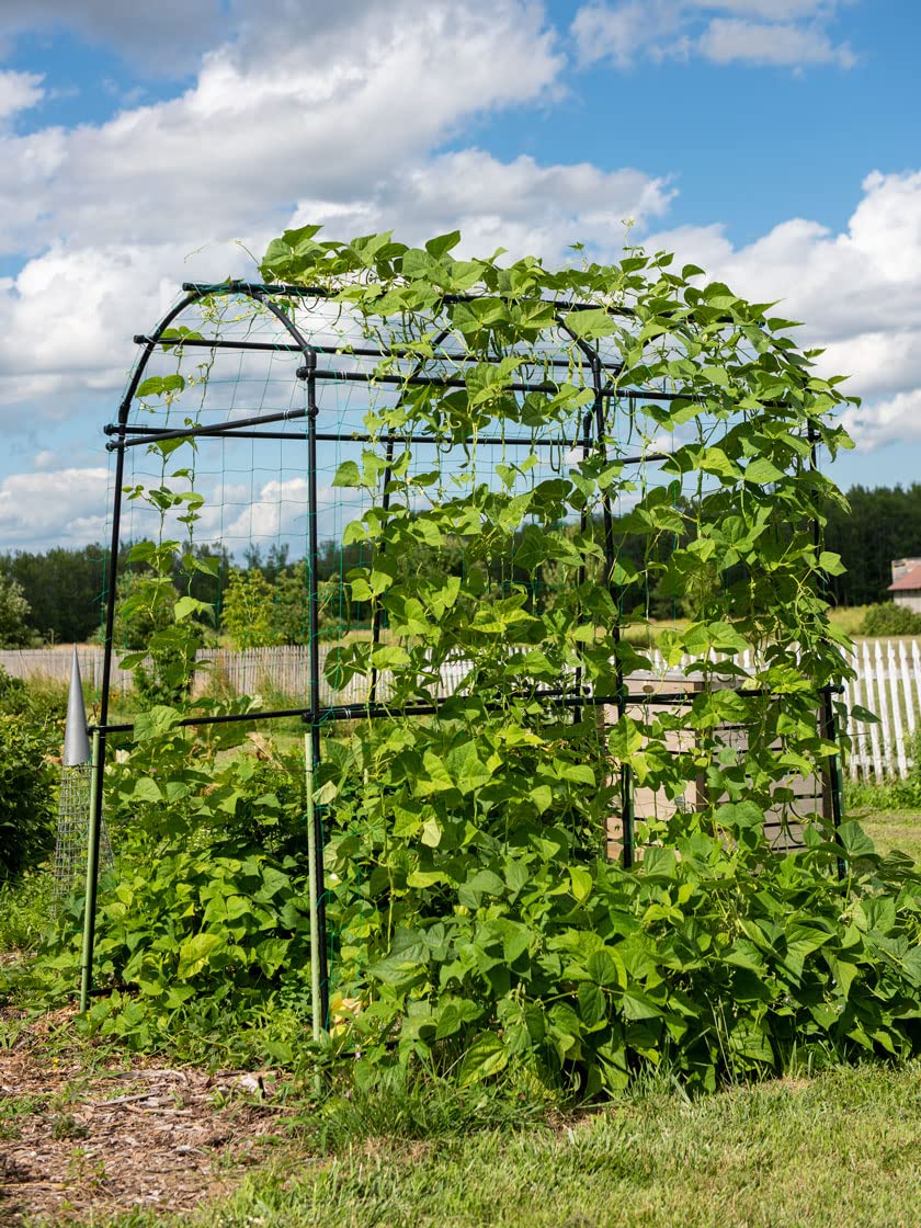 Gardener’s Supply Company Extra Tall Garden Arch Arbor | 80 Inch Tall Titan Squash Tunnel | Lightweight Metal, Trellis Plant Stand for Climbing Vines | Outdoor Lawn Tower & Support Structure