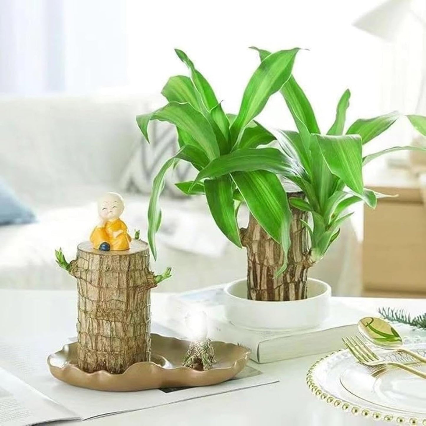 Brazilian Lucky Wood Plant,Brazilian Wood Doesn't Need to Wait to Sprout, Natural Air Cleaner, Suitable for Home Office Desk Decor (Gray)