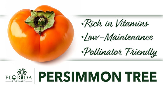 Persimmon Fruit Trees | 10 Live Trees | Diospyros Kaki | Edible Fruit Tree for Home Gardens | Cold Hardy Plants with Sweet, Delicious Fruits