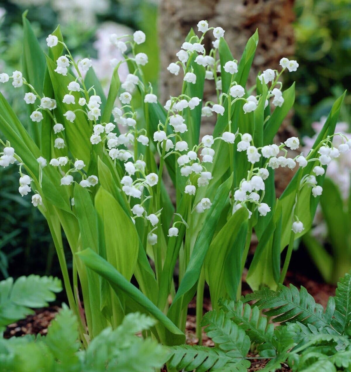 Votaniki White Lily of The Valley - Fragrant, Long Lasting Blooms, Perennial (Convallaria Majalis) Lily of the Valley Bare Root for Planting | Spring Flower, Perfect for Outdoor & Indoor (50 Pack)