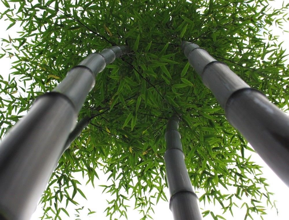 Box of 4 Plants - Black Bamboo - Giant Timber Bamboo - Phyllostachys Nigra - 1 Gallon Size - 3+ Feet Tall t