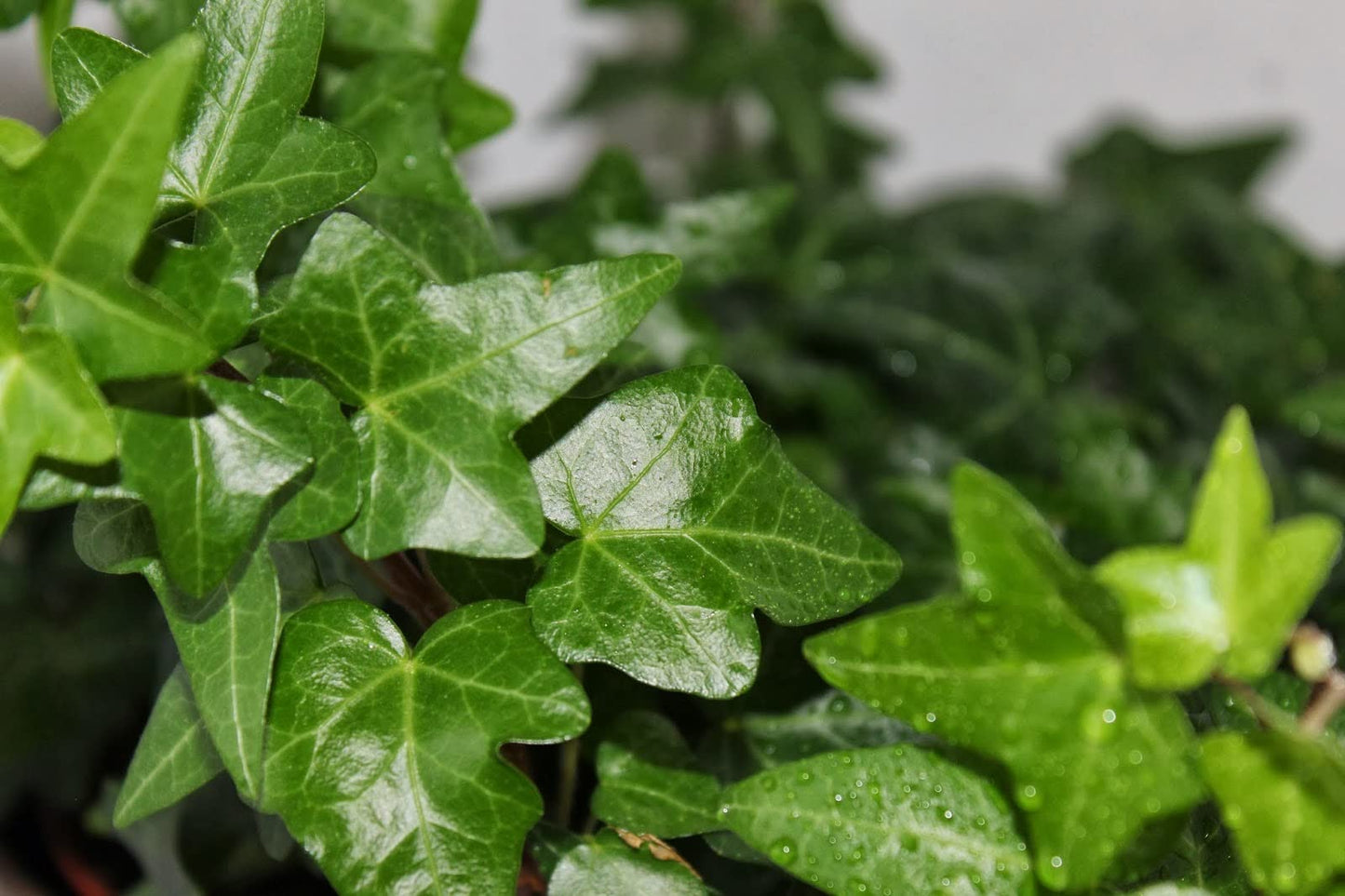 English Ivy Globe - 5 Live Plants in 4 Inch Pots - Hedera Helix - Florist Quality - Beautiful Easy Care Indoor Air Purifying Topiary Houseplant Vine