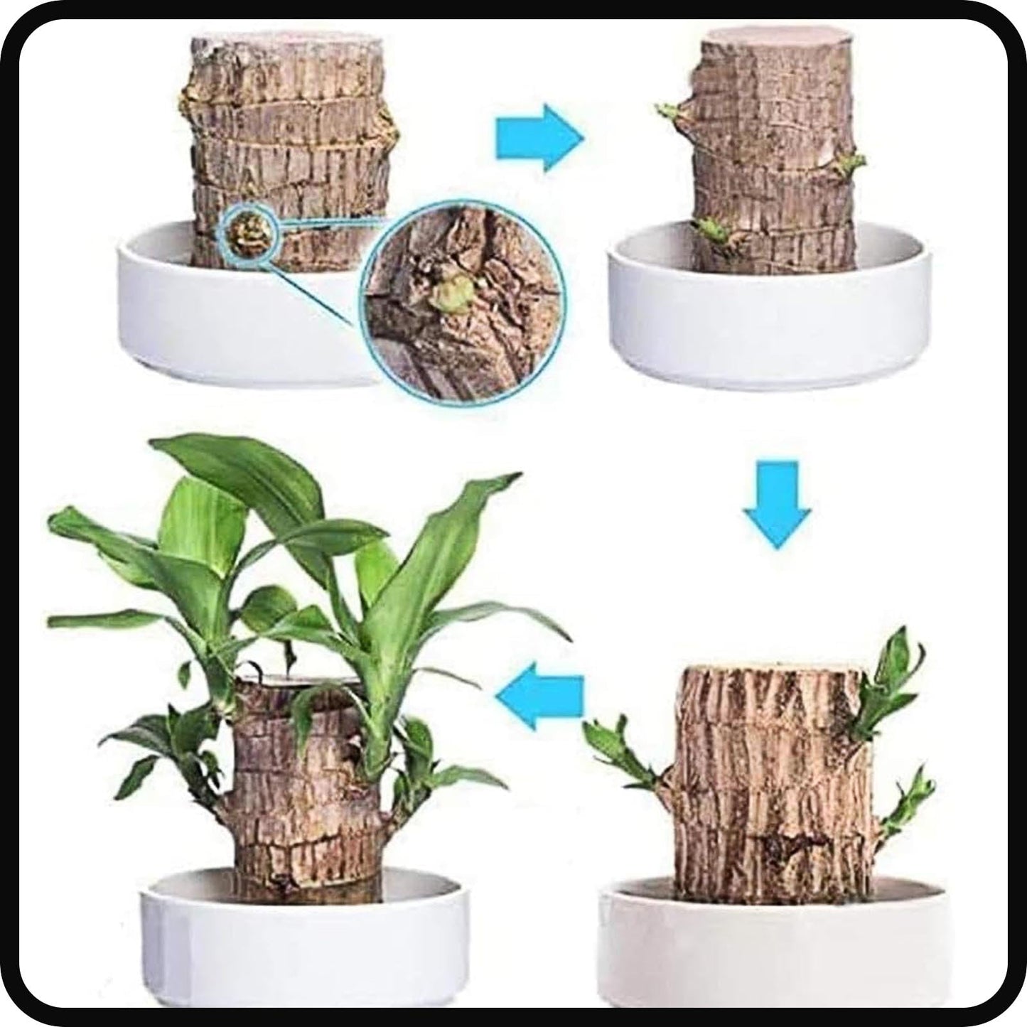 FETNHU Brazilian Wood Plant, Brazillian Wood with Panda Ornaments for Home Office (A)