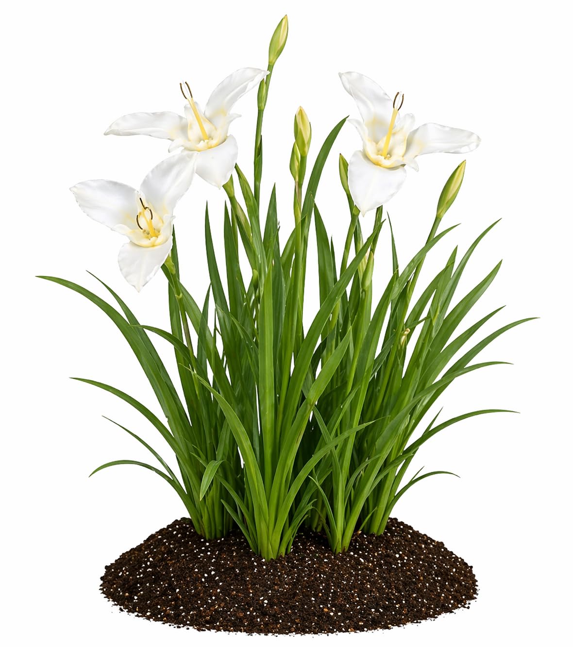 Votaniki Tigridia Pavonia Alba Immaculata Bulbs White Mexican Shell Flower Summer Bloom Garden Plants Cut Flower Use Sun to Part Sun Outdoor Planting (Pack of 5)