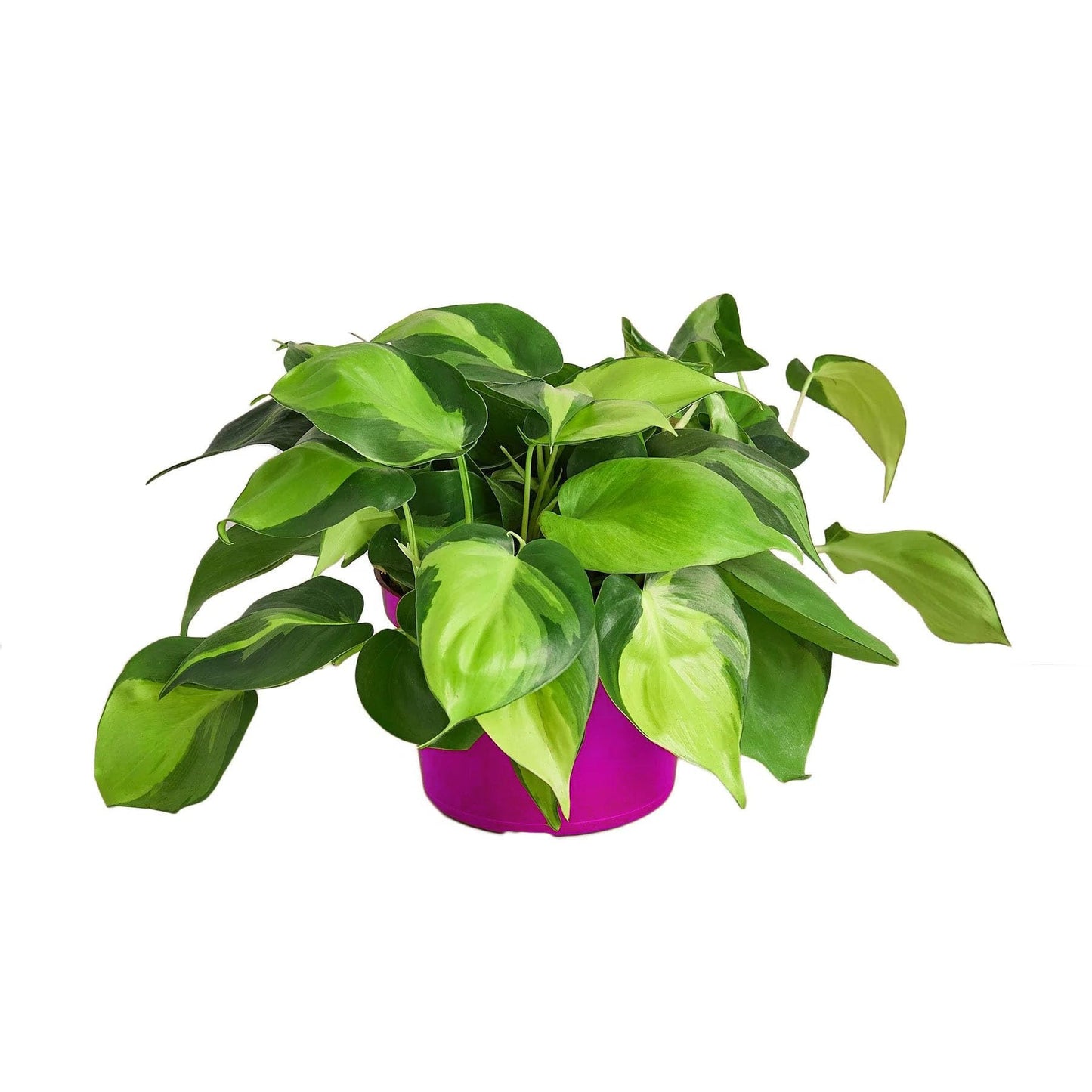 5 Pack Philodendron 'Brasil' in 4in Pot - Live Tropical Houseplant - Easy to Grow | Air Purifying | Variegated | USA Growers | The Snobby Leaf