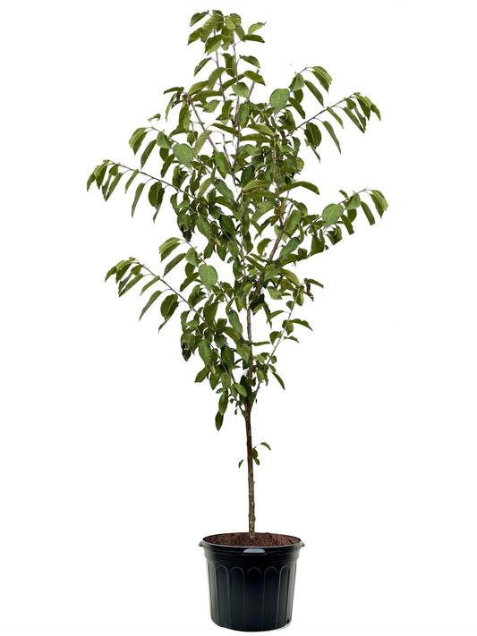 American Plant Exchange Cherry Tree 'Rainier Sweet' – Live Fruit-Bearing Plant, 5-Gallon Pot, Cold Hardy, Sweet Edible Cherries for Outdoor Orchards and Landscapes