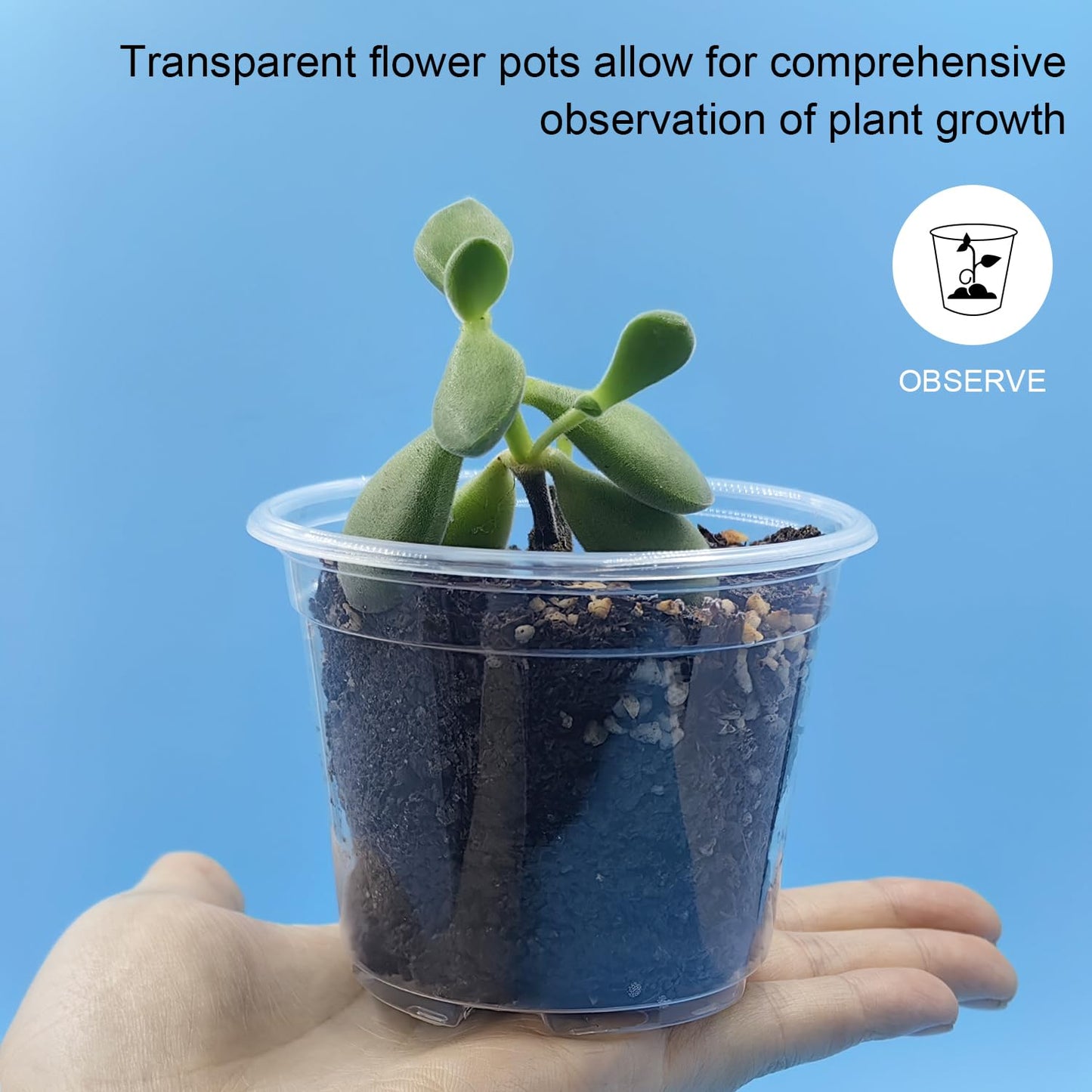 RooTrimmer Clear Seedling pots 100-Pack 3.2 Inches Round for Seeds Starter Pots, Seeds Germination Transparent Clean Pots with Drainage Holes(100 Pcs, 3.14Inch)