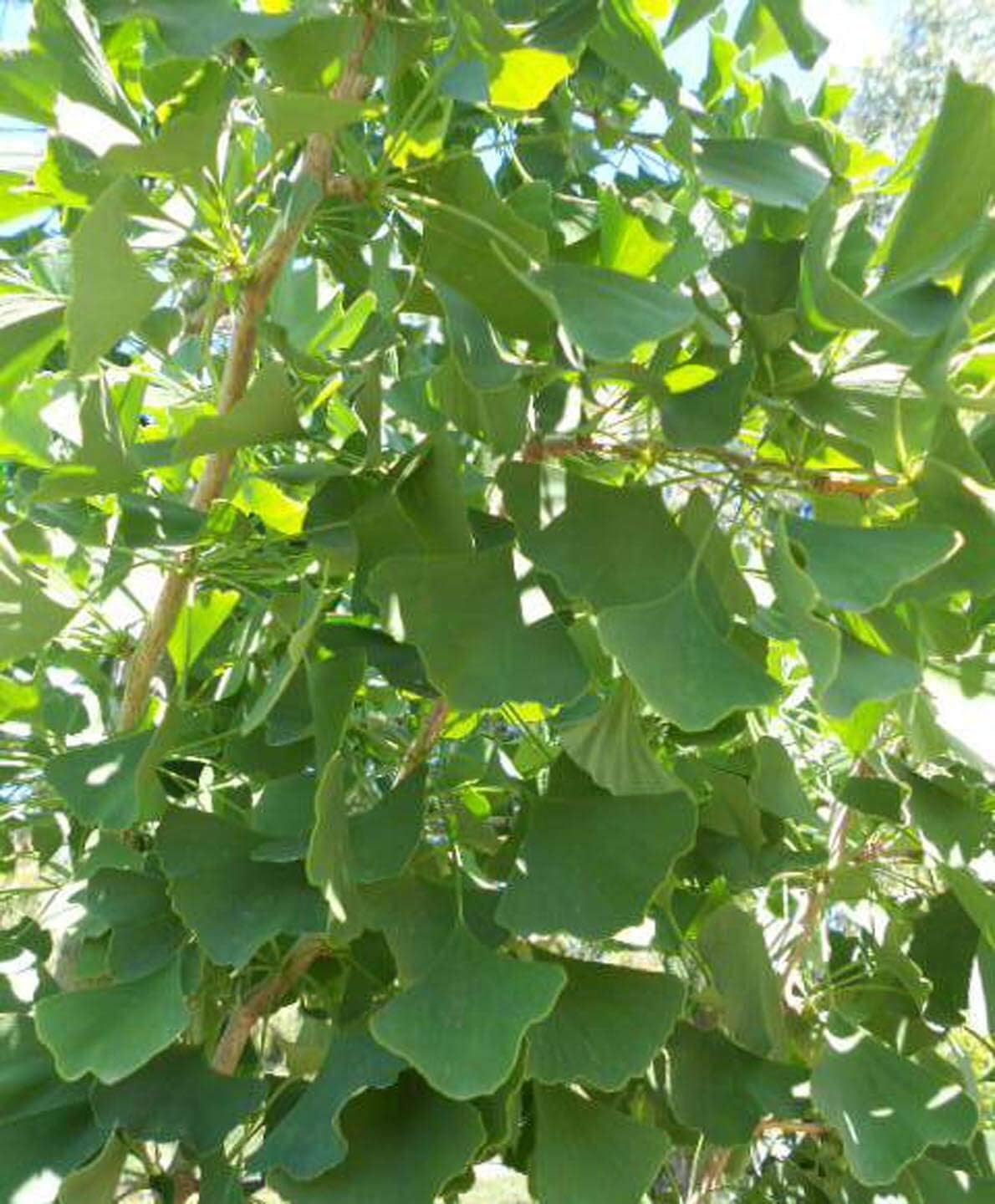 Ginkgo Biloba Trees Live Plants, 6" to 12" Tall Tree Seedling