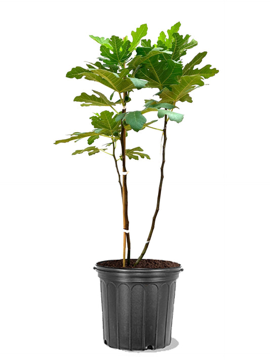 American Plant Exchange Brown Turkey Fig Tree, 5 Gallon Pot, 2-3ft Tall, Large Outdoor Landscape Garden Plant, Self-Pollinating, Edible Fruit Tree, Live Fruiting Plant