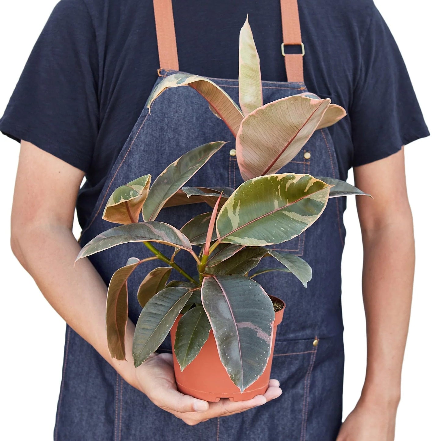 5 Pack Ficus Elastica 'Ruby Pink' in 4in Pot - Live Plants Tropical Houseplants | Variegated | USA Growers | The Snobby Leaf