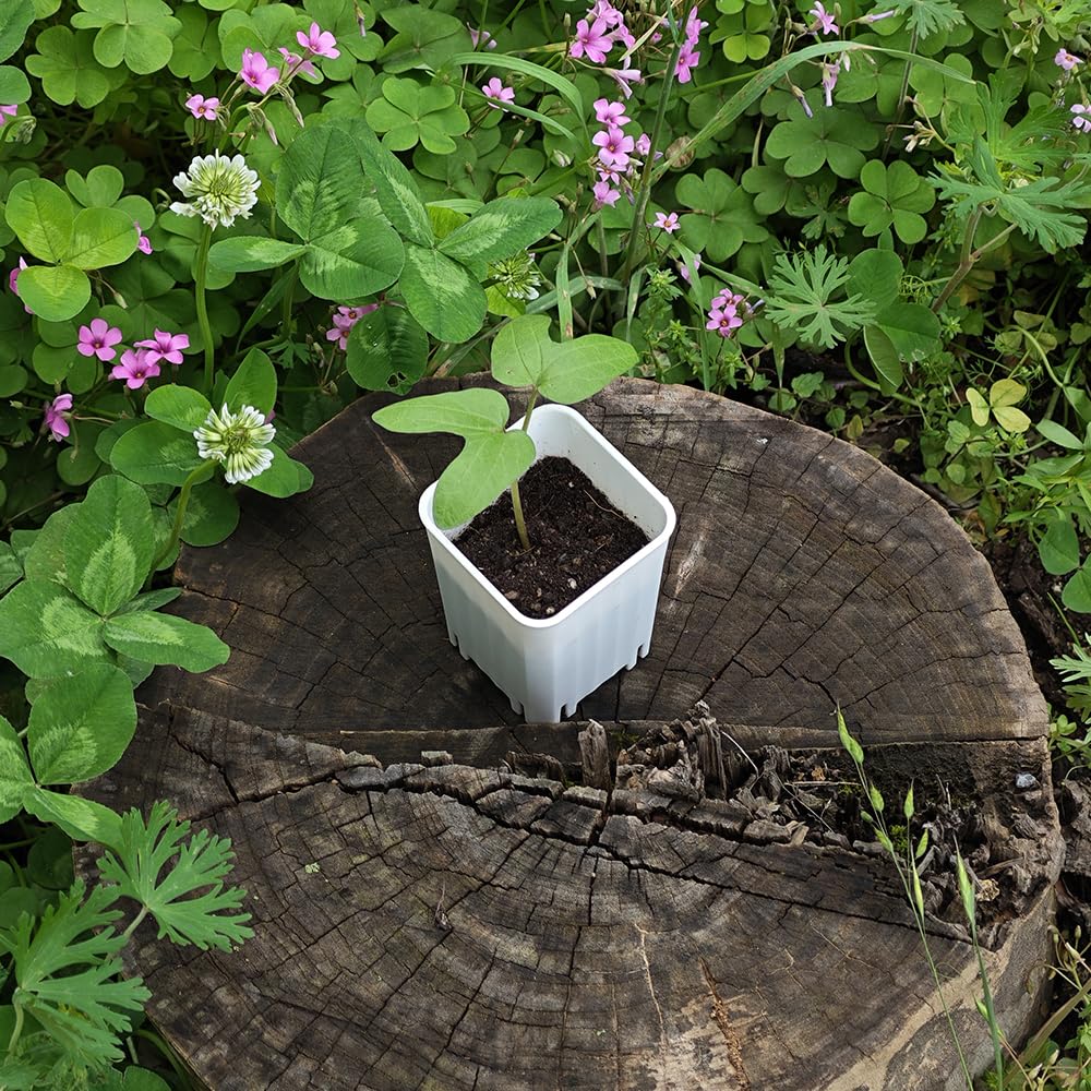 BangQiao 120 Pack 2.40 Inch Small White Plastic Square Nursery and Seedling Pot, Deep Transplant Seed Starter Planter with Drain Hole for Germination, Herb, Succulent