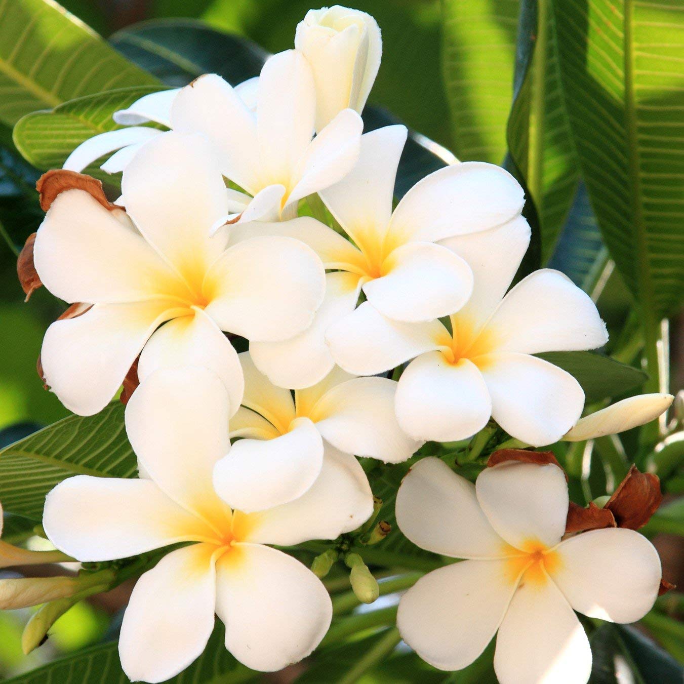 Hawaiian White Plumeria Cutting - Live 10" Frangipani Plant - Fragrant Lei Flower - Premium Big Island Grown Tropical Plant