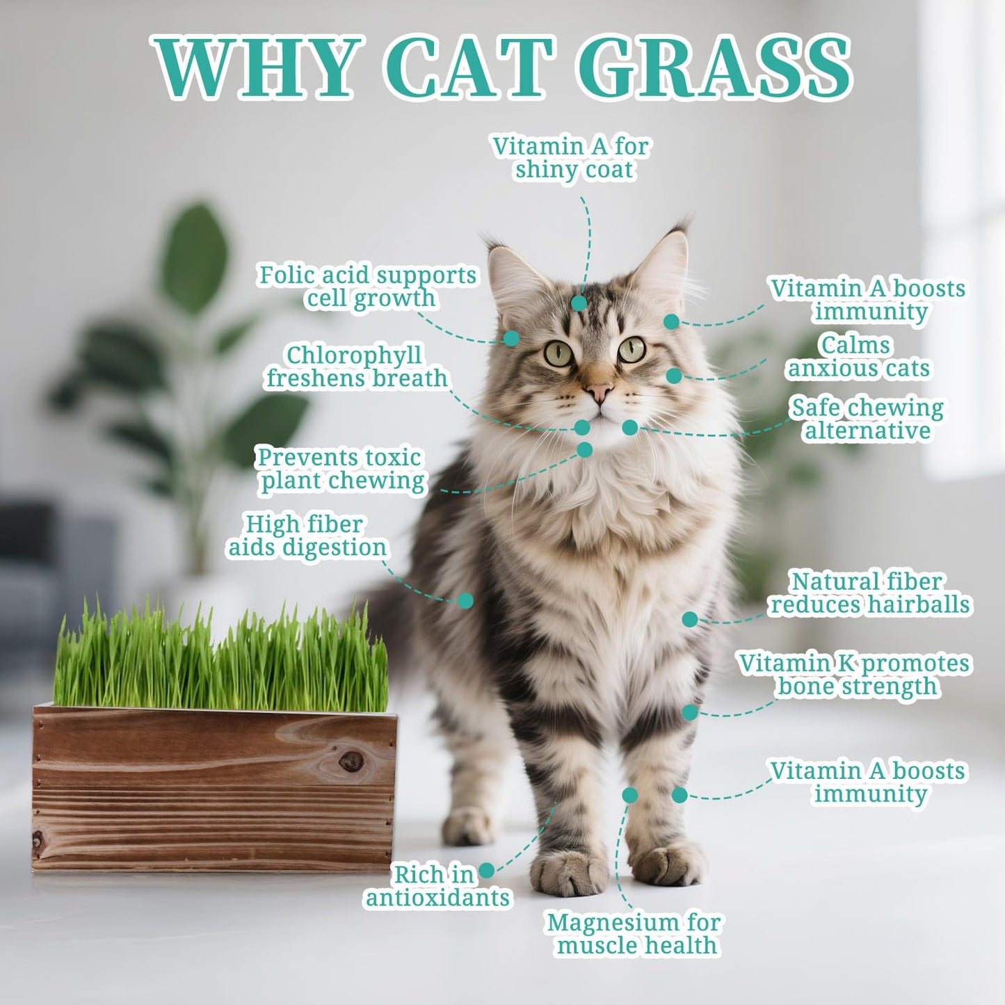 Cat Grass Kit for Indoor Cats, x5 Seed Packs, Complete with Exquisite Wood Planter Soil & Mini Gardening Tools, Good for Pet, Prevents Hairballs, Aids Digestion, Special Gifts for Cat Lovers