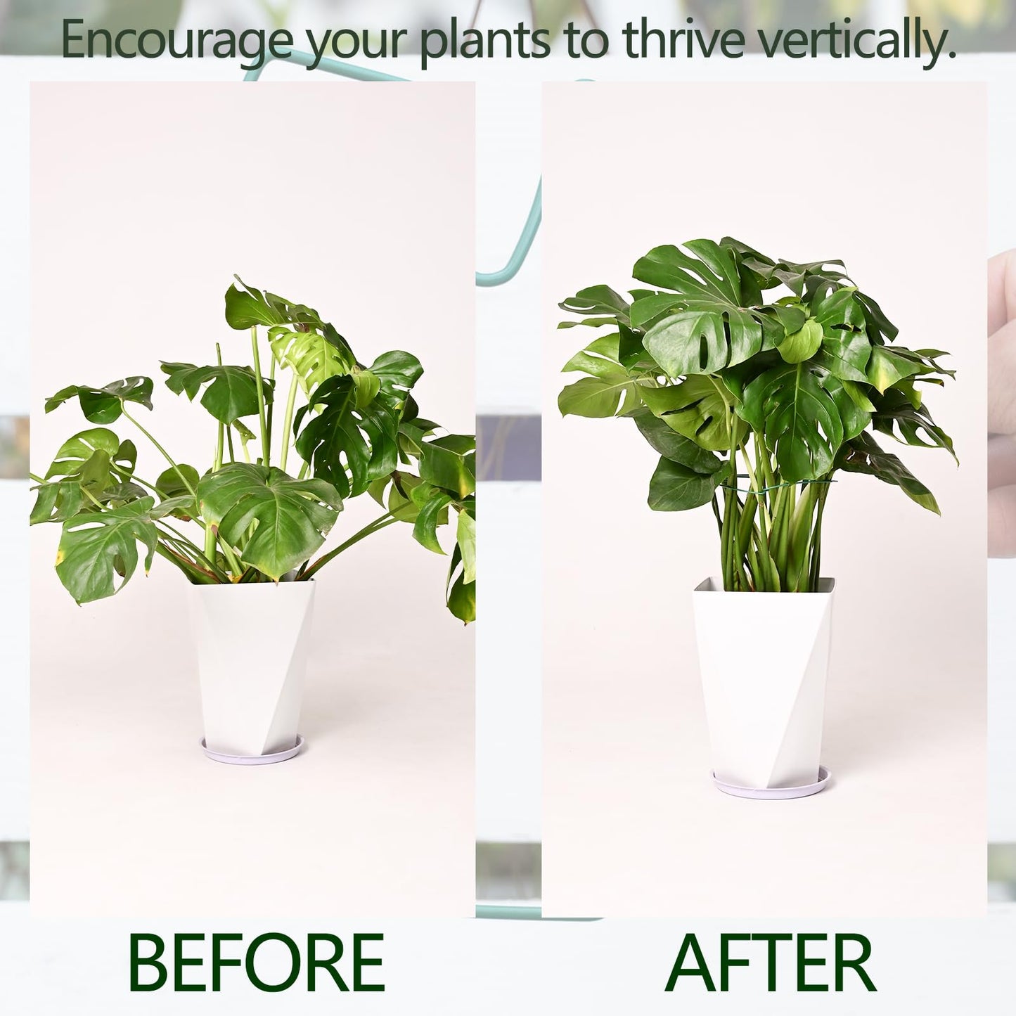 Yohsnor 5PCS Green Monstera Plant Stem Support - 11x9.4 Adjustable Fishbone Cactus Stake Holder, Durable, Sturdy Design, Easy Installation, Gentle Grip for Indoor Plants