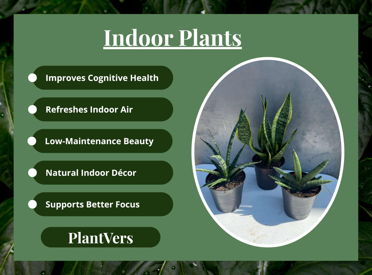 PLANTVERS Set of 3 Assorted Sansevieria in 4" Grow Pots – Live Snake Plant Collection – Easy Care Succulent Houseplants – Air Purifying Indoor Plants