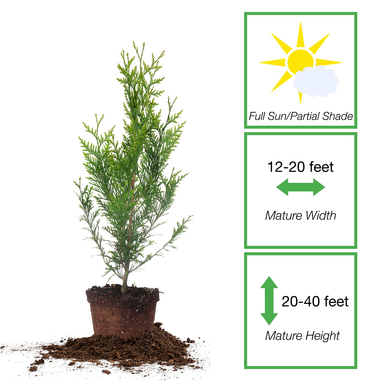 Perfect Plants Thuja Green Giant 1 Gallon | Privacy Evergreen Arborvitae | Adaptable Lush Green Foliage
