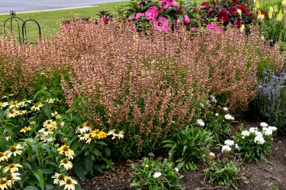 Proven Winners 0.65 Gal, Meant to Bee Queen Nectarine Anise Hyssop (Agastache), Live Plant, Peach Flowers, Pink, AGAPWP2017103
