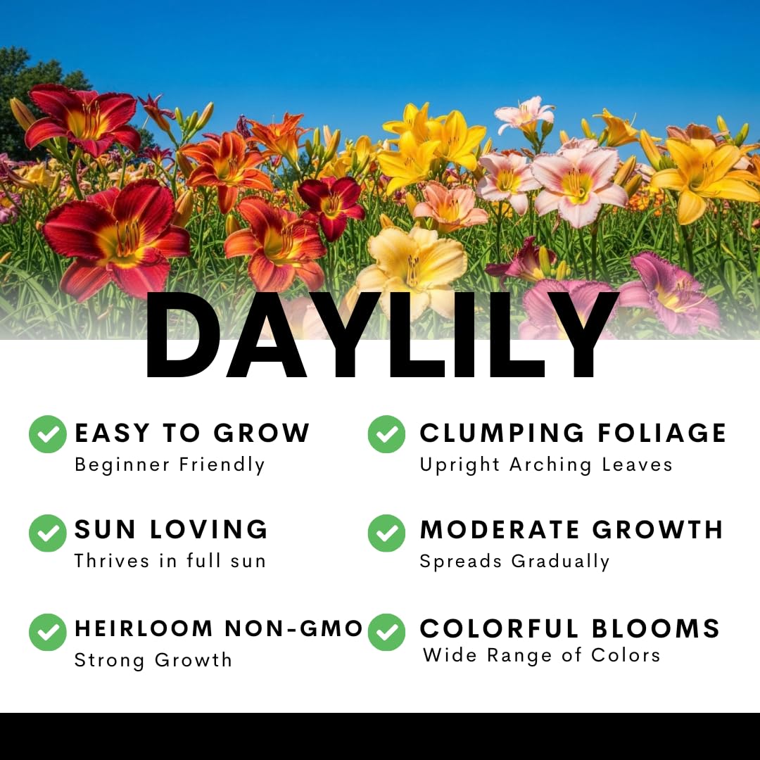 Lipstick and Lies Daylily Bulbs for Planting – Pink and Red Bi-Color Hemerocallis Perennial Flower – Hardy Summer Blooming Garden Lily – Easy Care Outdoor Flower Bulbs (1 Bulb)
