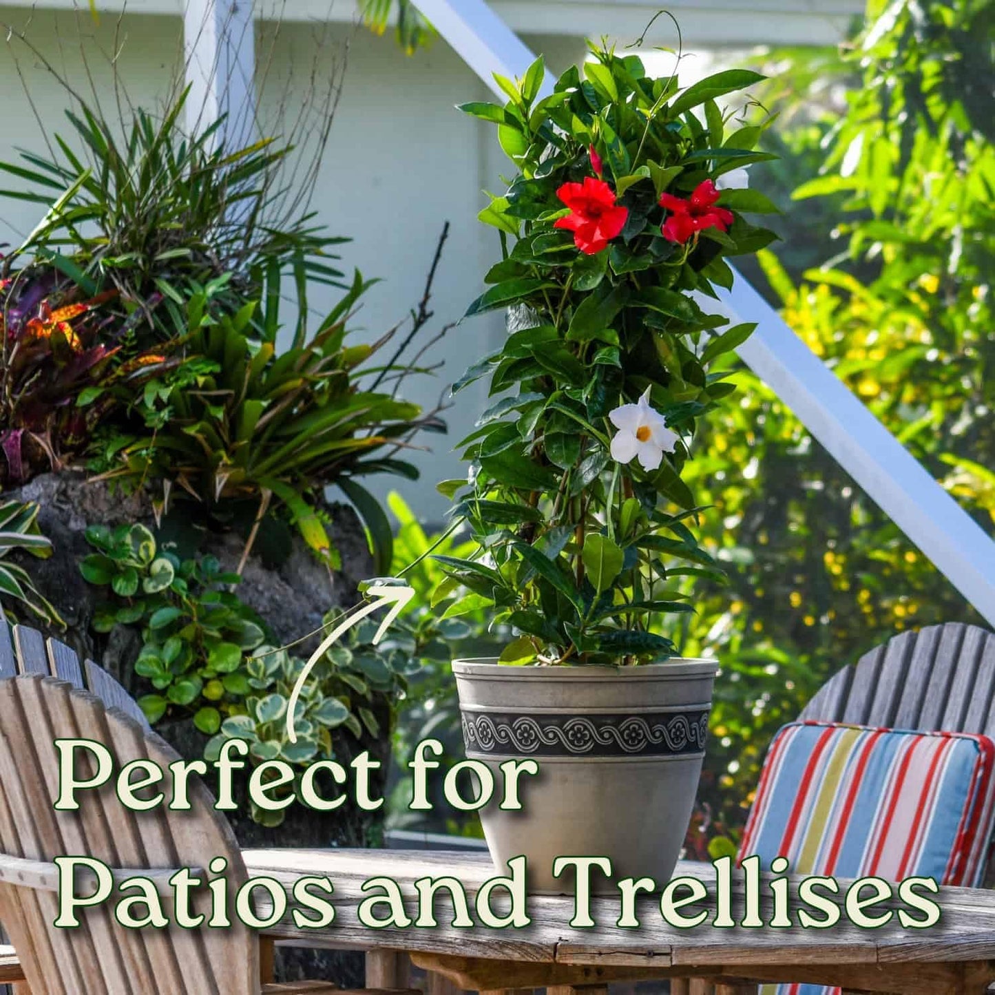 Live Mandevilla Flowering Plant - Trellis - Mixed Red Giant and White Giant - Tropical Plants of Florida - Overall Height 36" (Plant Only)