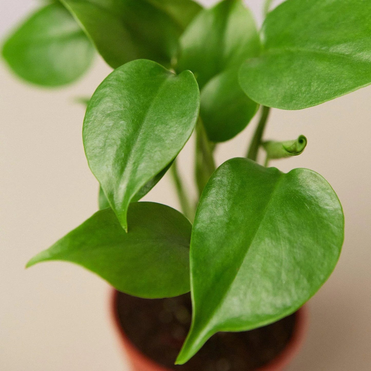 Philodendron Monstera Split-Leaf in 4in Pot - Live Plants Tropical Houseplants | Variegated | USA Growers | The Snobby Leaf