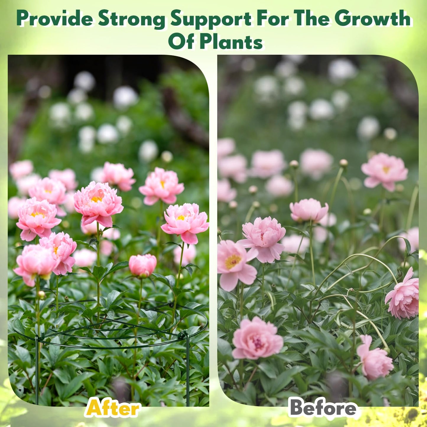 Geelin 6 Pcs Large Adjustable Peony Cages and Supports, 32 x 12 Inch / 17 x 12 Inch Metal Peony Support Cage, Large Plant Frame Rings for Garden Plants Flowers Tomato Vegetables, Height Adjustable