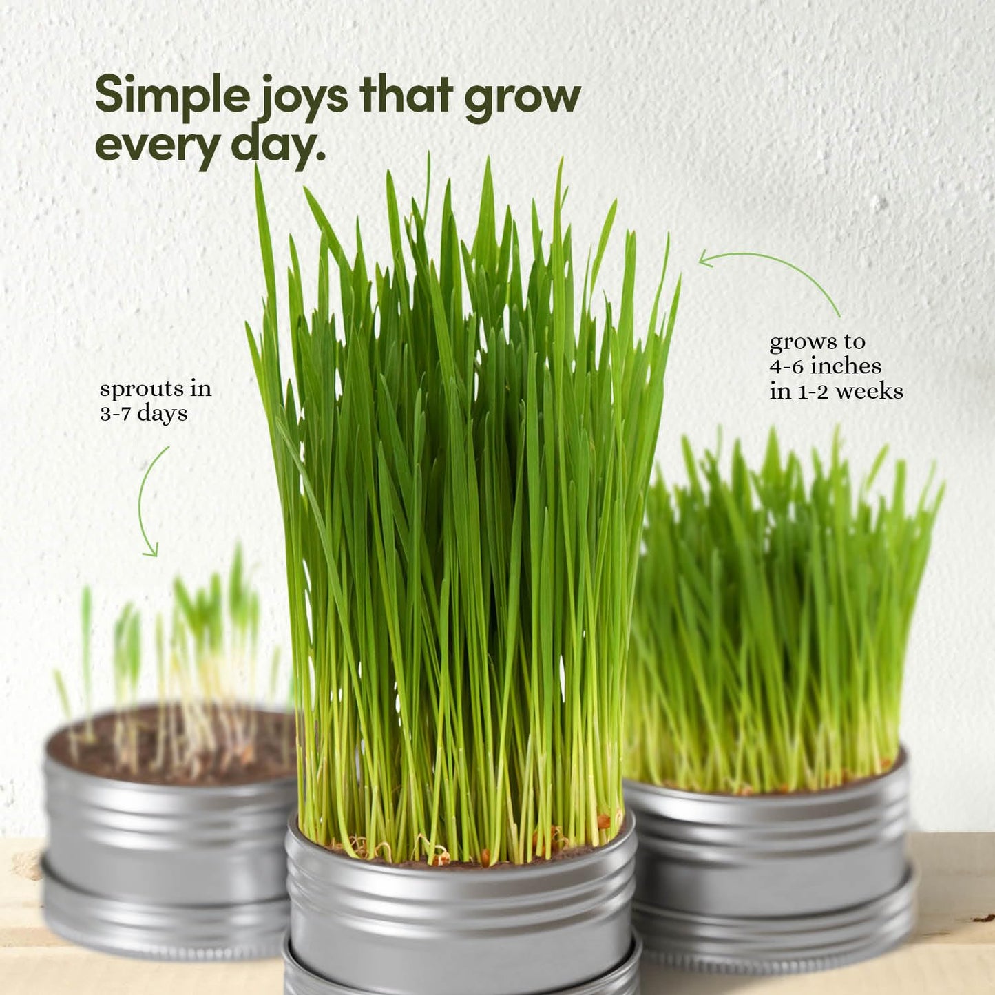 Cat Grass for Indoor Cats Kit - 3 Complete Growing Organic Planter Kits - Grow Your Own Cat Grass - Organic Plant Seeds - Pet Health Supplies Stuff - Gift for Pet Lover
