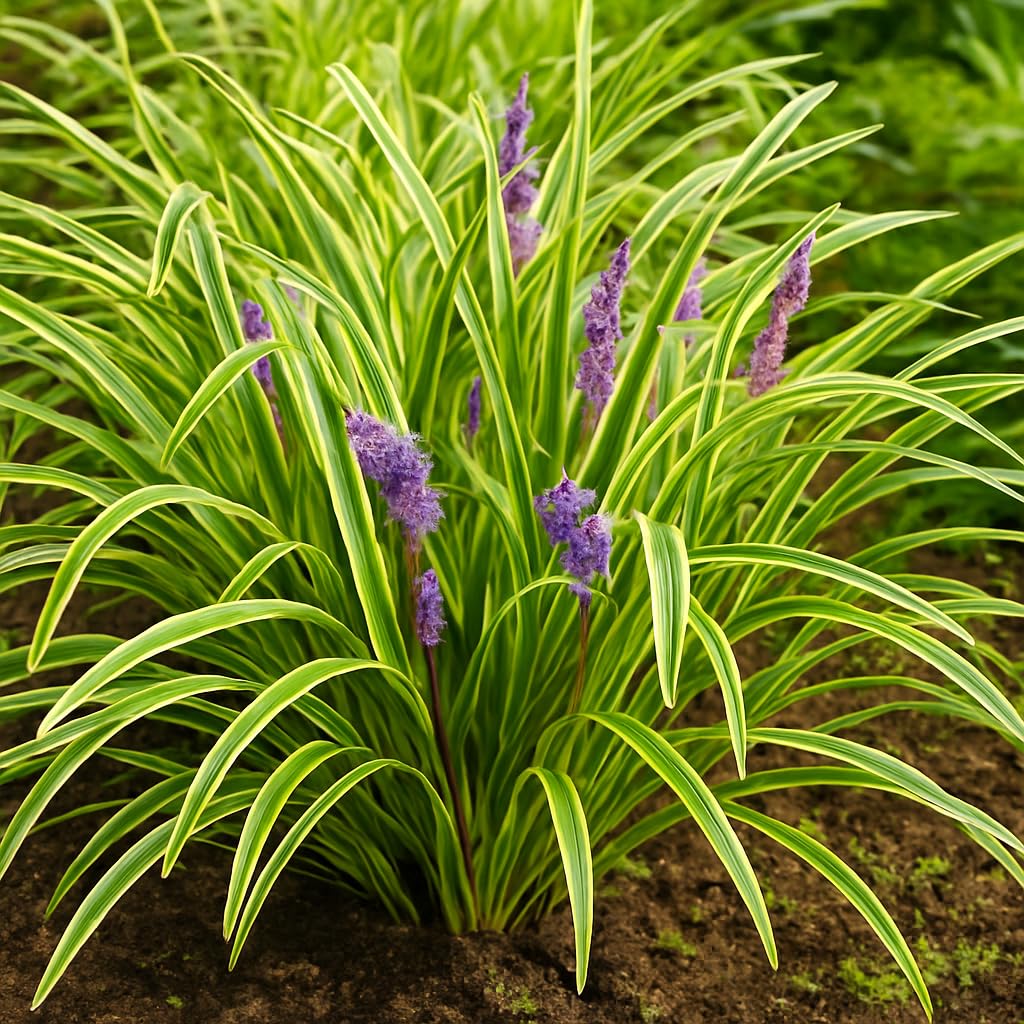Perennial Farm Liriope M. 'Variegata' (Variegated Lilyturf) – Ornamental Grass in #1 Container, Lilac-Purple Flower Spikes, Variegated Green & Cream Foliage, Shade Tolerant, Great for Borders & Edging