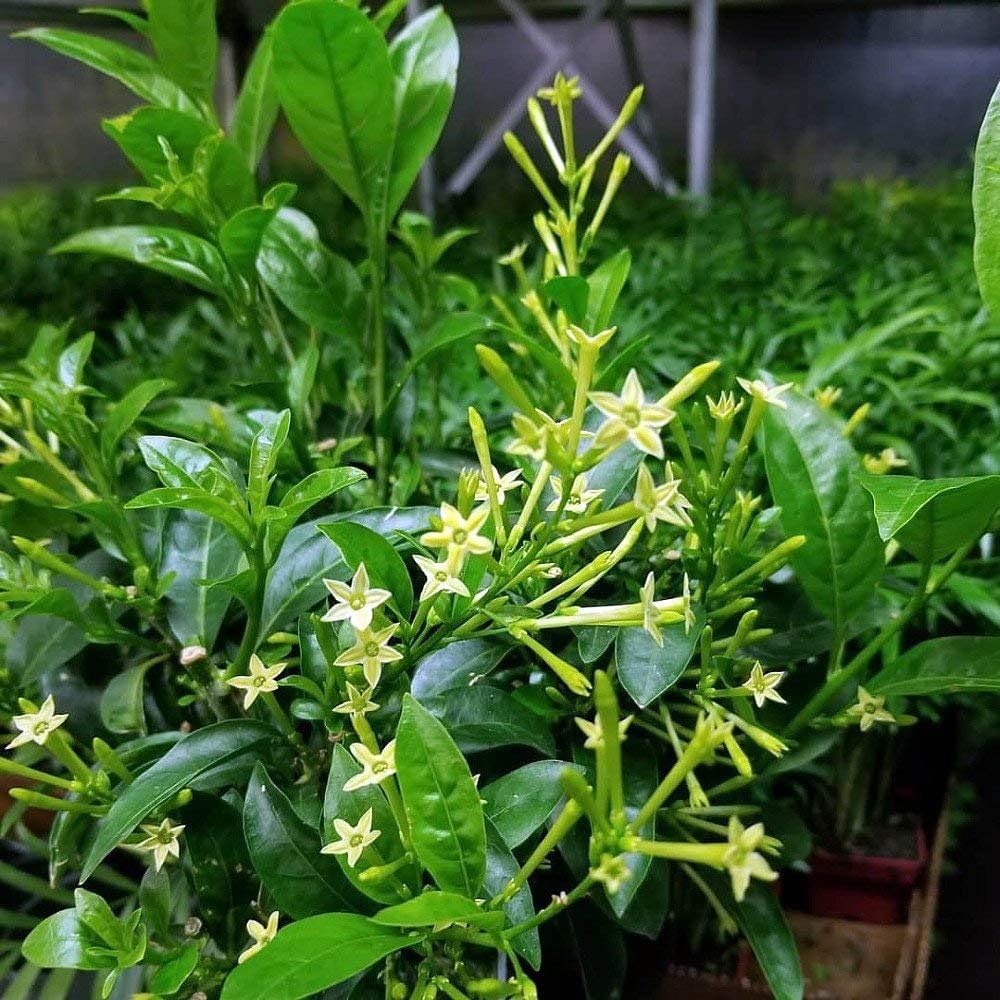 Night Blooming Jasmine I 20 Live Plants I Cestrum Nocturnum | Fragrant White Flowers for Evening Garden Bliss, Perfect for Container Gardening, Easy to Grow