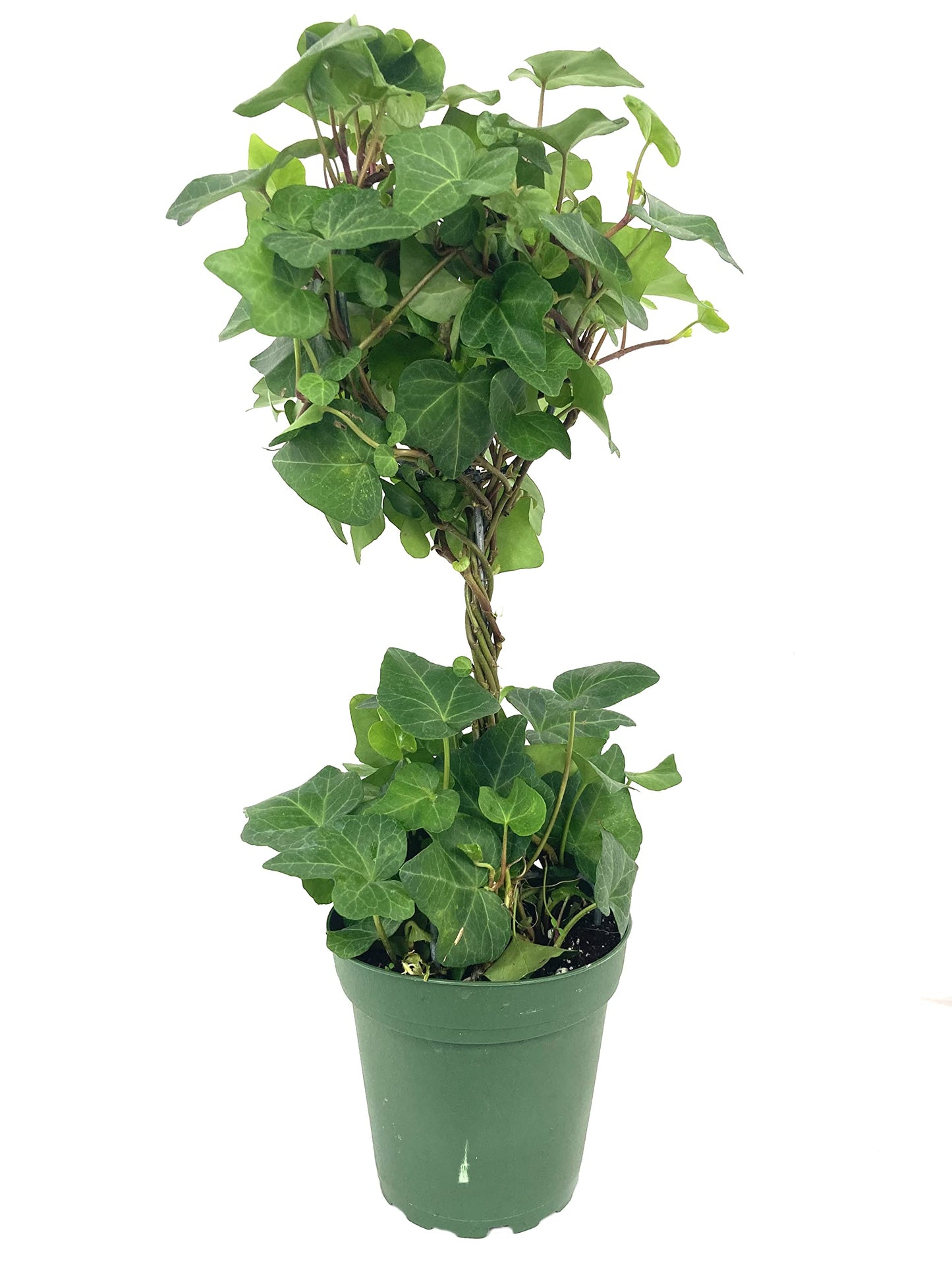 English Ivy Globe - 3 Live Plants in 4 Inch Pots - Hedera Helix - Florist Quality - Beautiful Easy Care Indoor Air Purifying Topiary Houseplant Vine