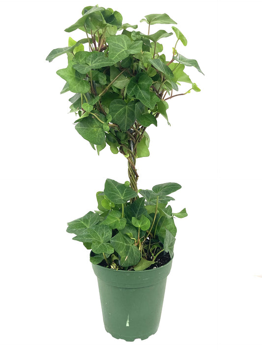 English Ivy Globe - 3 Live Plants in 4 Inch Pots - Hedera Helix - Florist Quality - Beautiful Easy Care Indoor Air Purifying Topiary Houseplant Vine