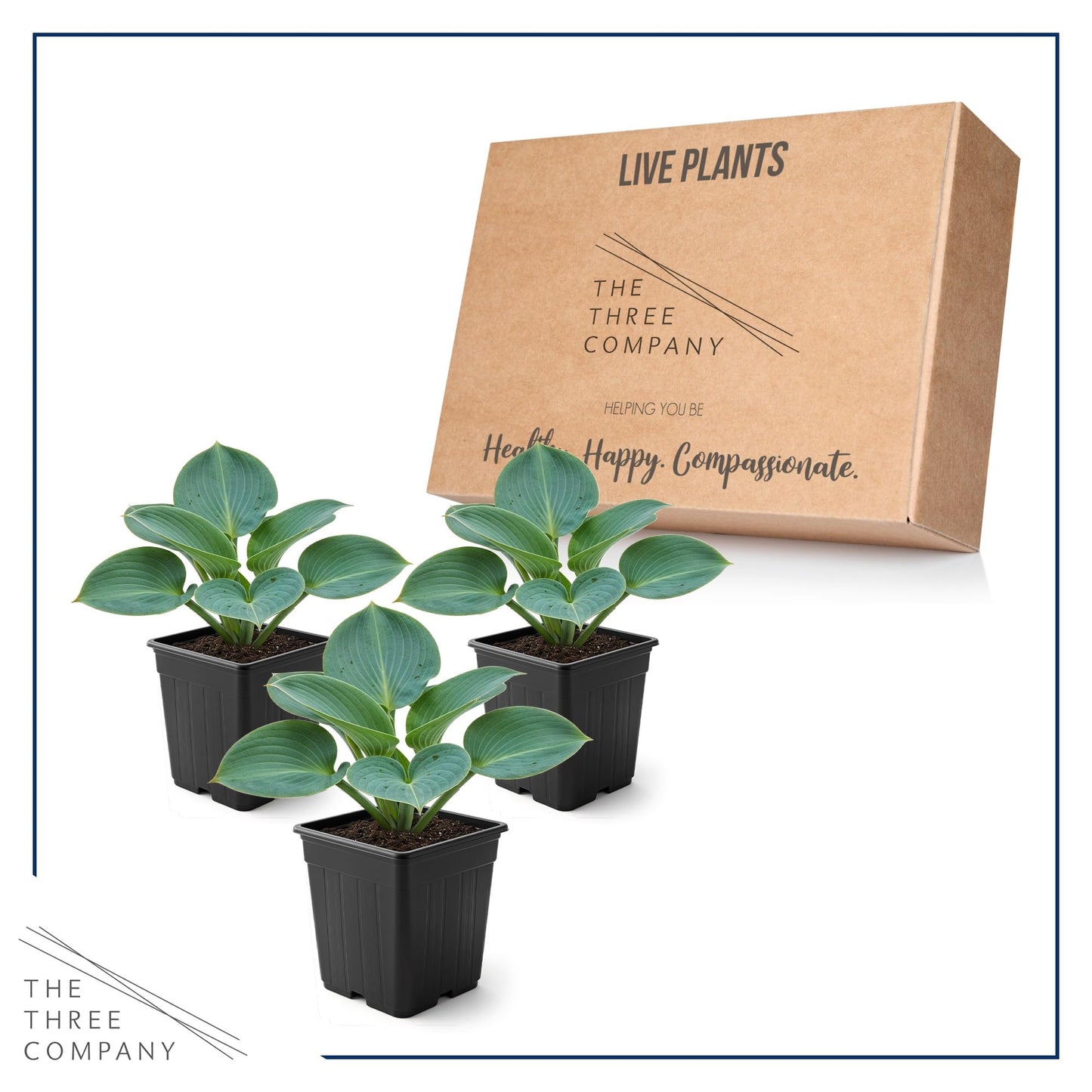 Live Perennial Hosta - Blue Cadet (3 Plants Per Pack) Beautiful Accent Plant, 10" Tall by 4" Wide in 1 Qt Pot
