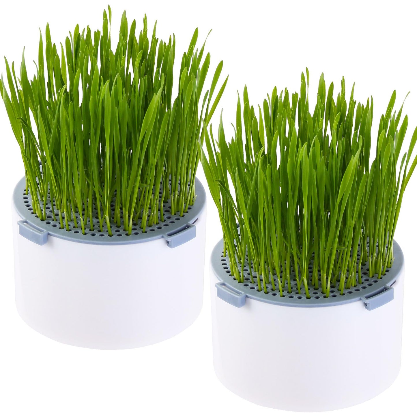 BENPIN 2Pcs Hydroponic Cat Grass Planter (no Seeds Included), Soil Free, Anti Digging, Anti Grass Uprooted, Wheatgrass Growing Kit, Cat Grass for Indoor Cats Pets (2)