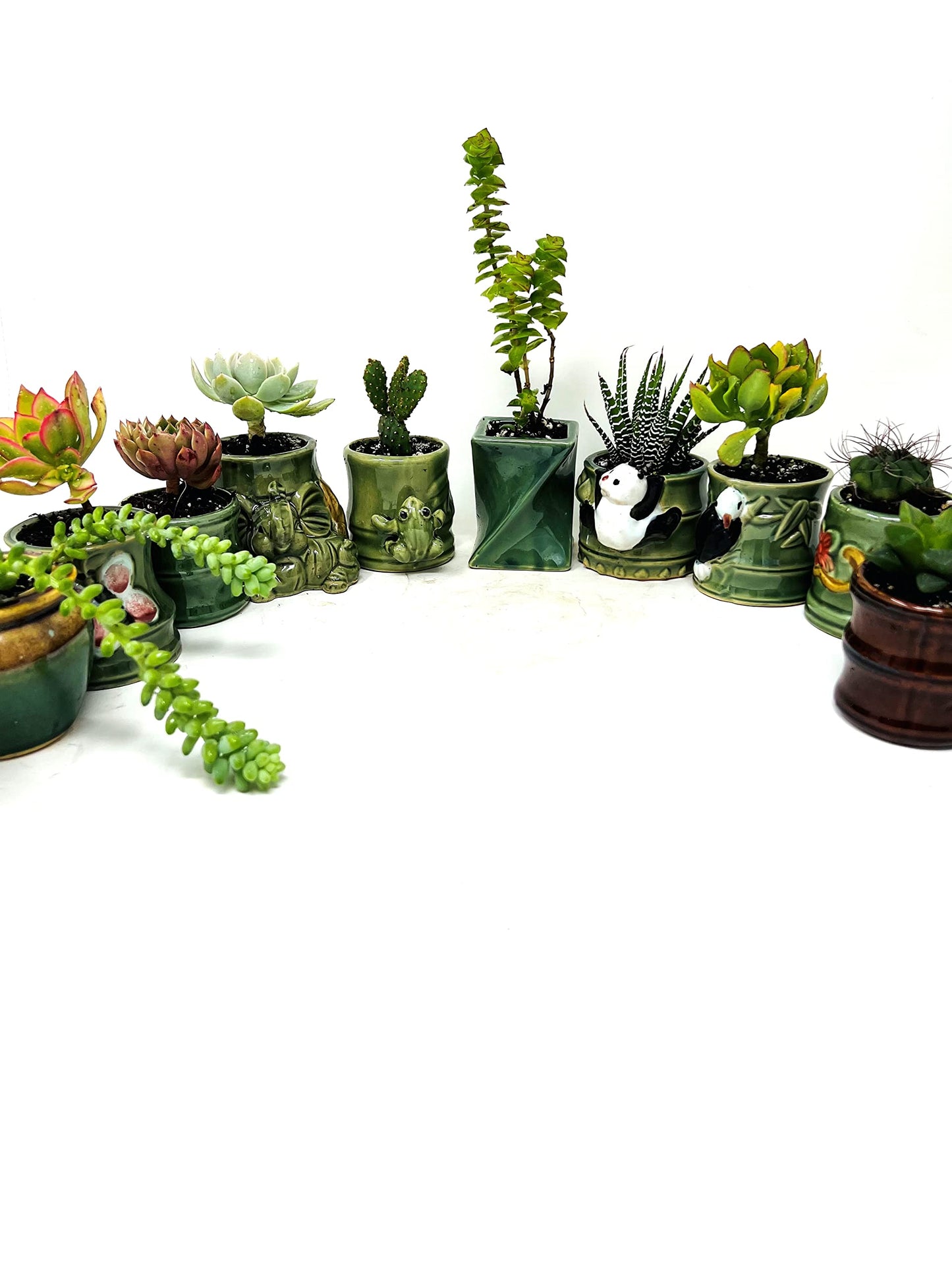 JMBamboo 3 Different Aloe and Succulent Plants- Easy to grow/Hard to kill! 2" Ceramic