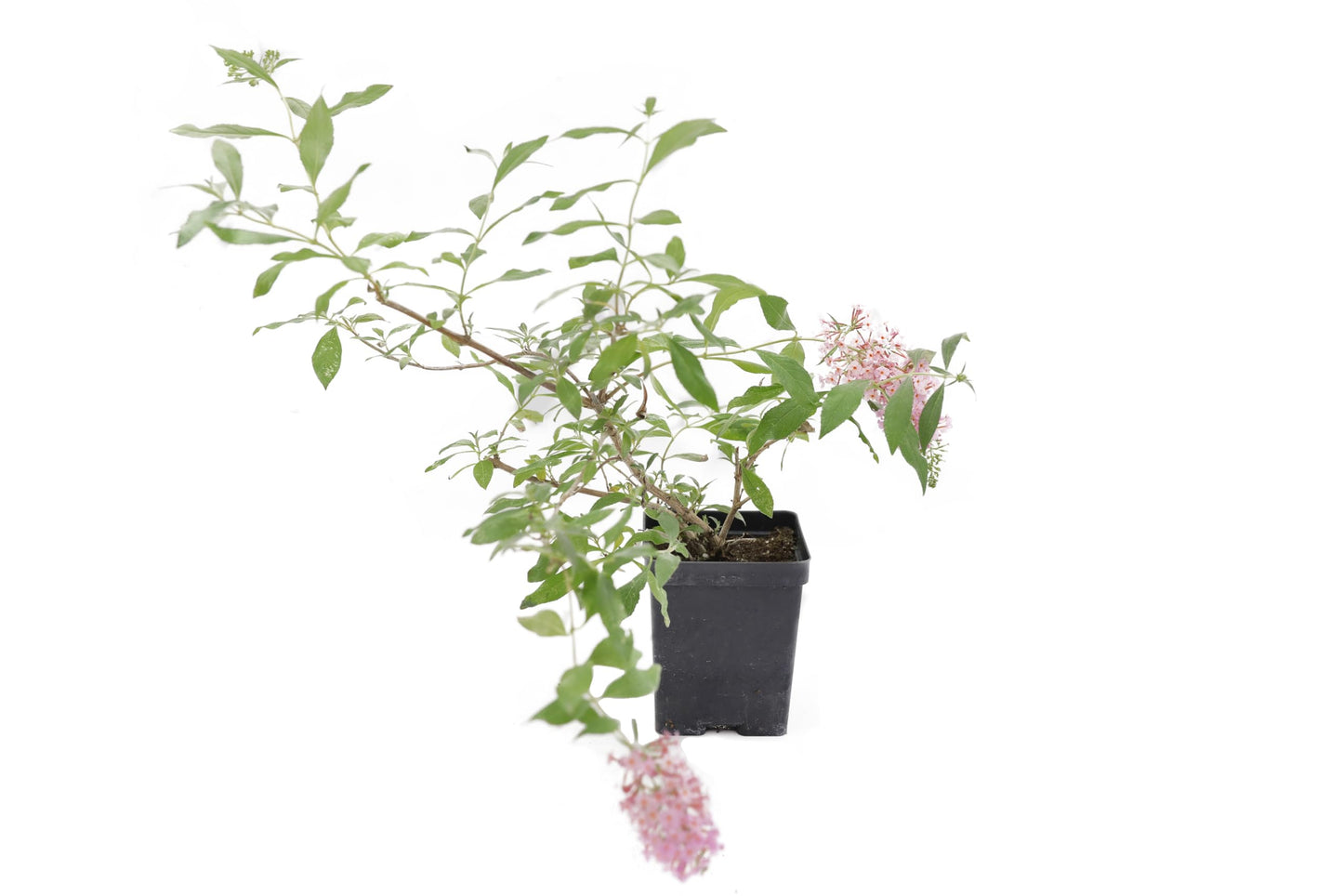 Greenwood Nursery: Live Shrub Plants - 'Pink Cascade' Butterfly Bush + Buddleja/Buddleia Davidii - [Qty: 1x Pint Pot] - (Click for Other Available Plants/Quantities)