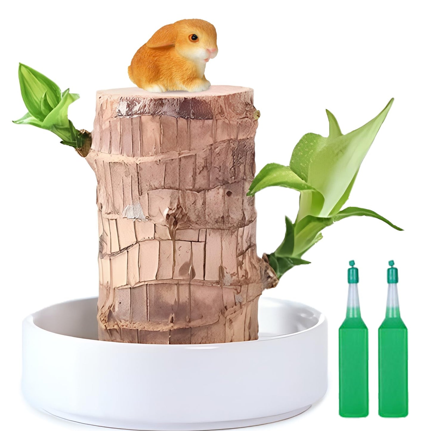 Brazilian Lucky Wood Plant,Fortune Brazil Wood Potted Plant,Mini Brazil Decoration, Desk Decor for Home & Office Desktop Planter