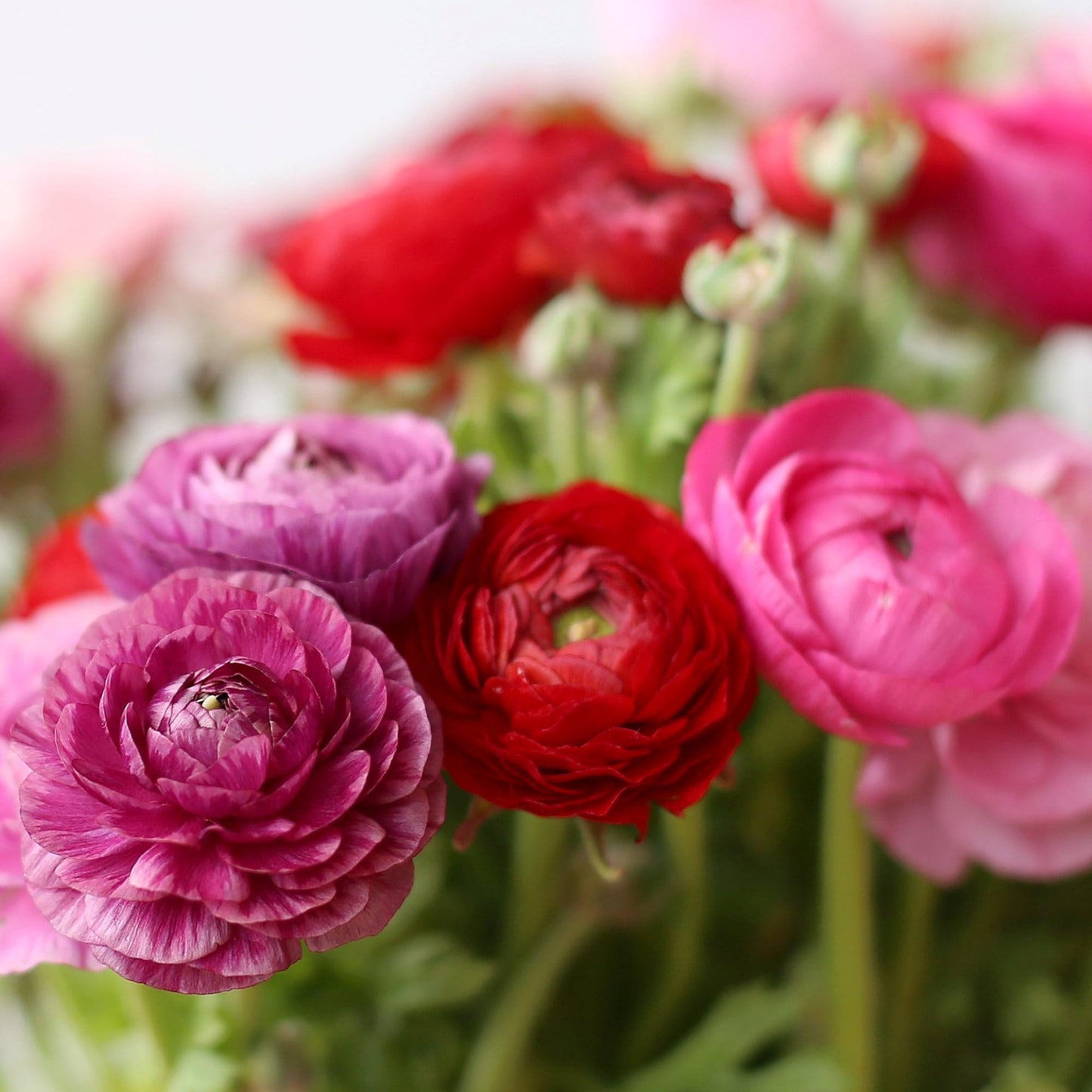 Easy to Grow Ranunculus Berry Romance Collection 30 Plant Bulbs - Spring Pink Purple & Red Tecolote Buttercup Blooms in Sun, Carlsbad Flower Fields, Good for Cutting