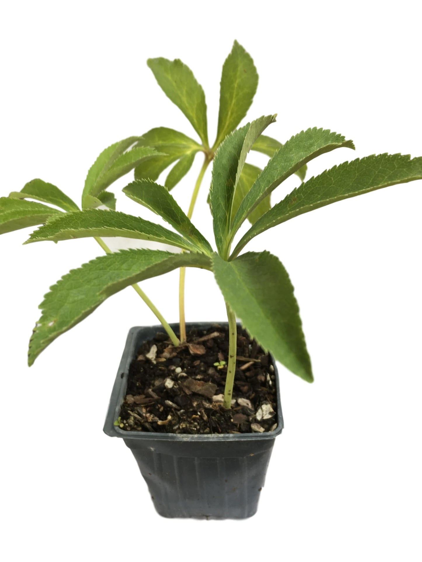 8 Containers of Mixed Lenten Rose/Hellebore in 2.5 Inch Pots- Great for Fall Planting!