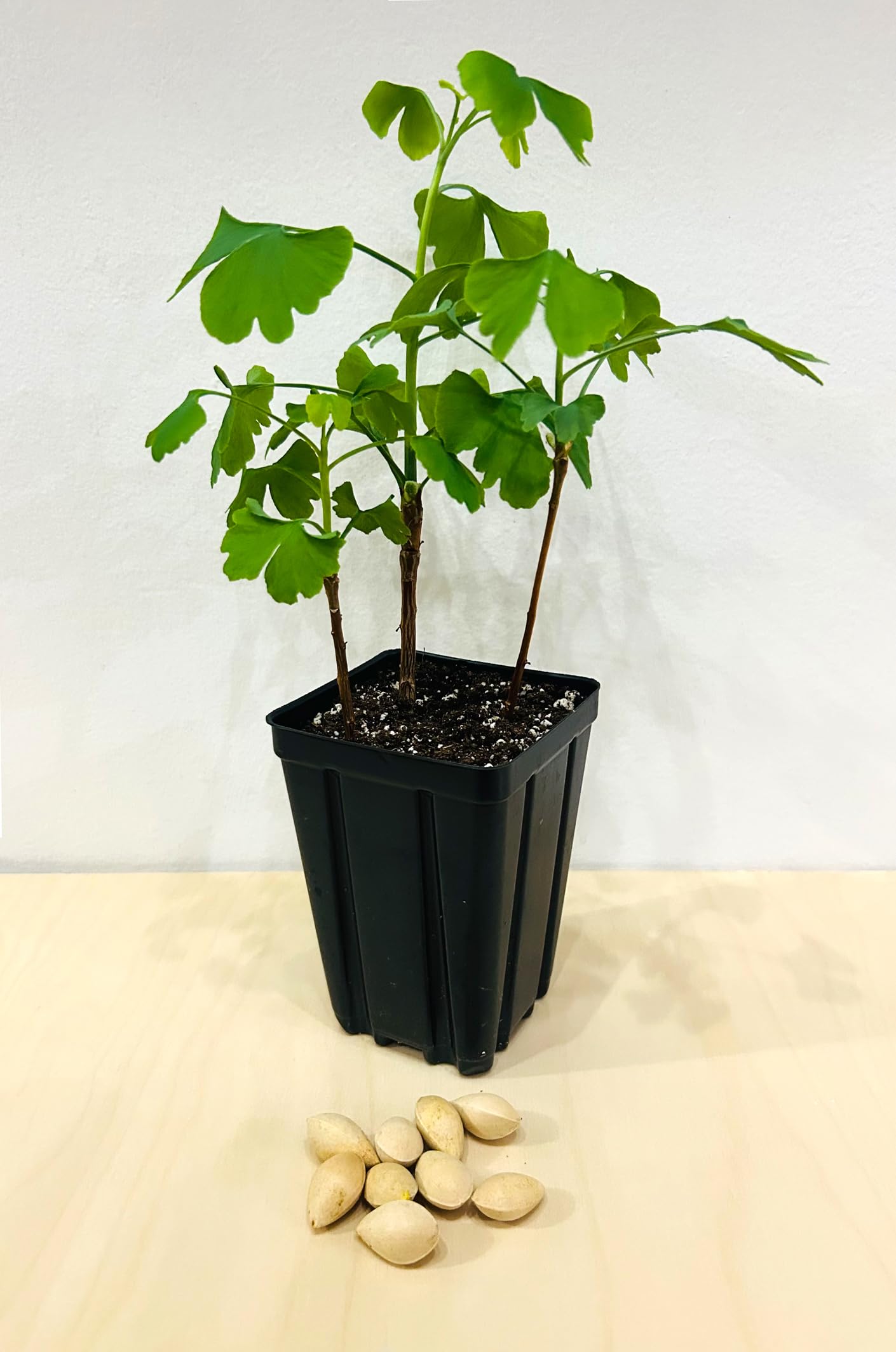 Ginkgo Tree - Pot of 3 Starter Plant. Gingko biloba. 6" - 9"