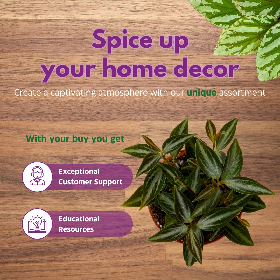 BubbleBlooms Peperomia Assortment, 6 Different peperomias in 2 inch pots Grower's Choice