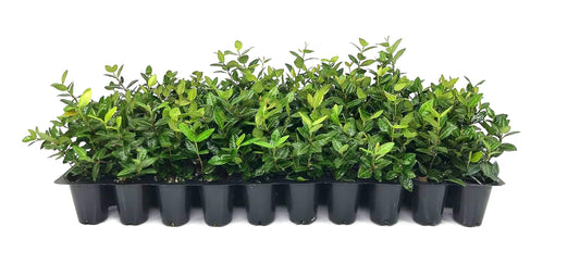 Asiatic Jasmine Minima | 20 Live Plants | Trachelospermum Asiaticum | Ground Cover, Fast Growing, Low Maintenance Evergreen, Cold Hardy, Drought Tolerant, Dense Growth, Landscaping