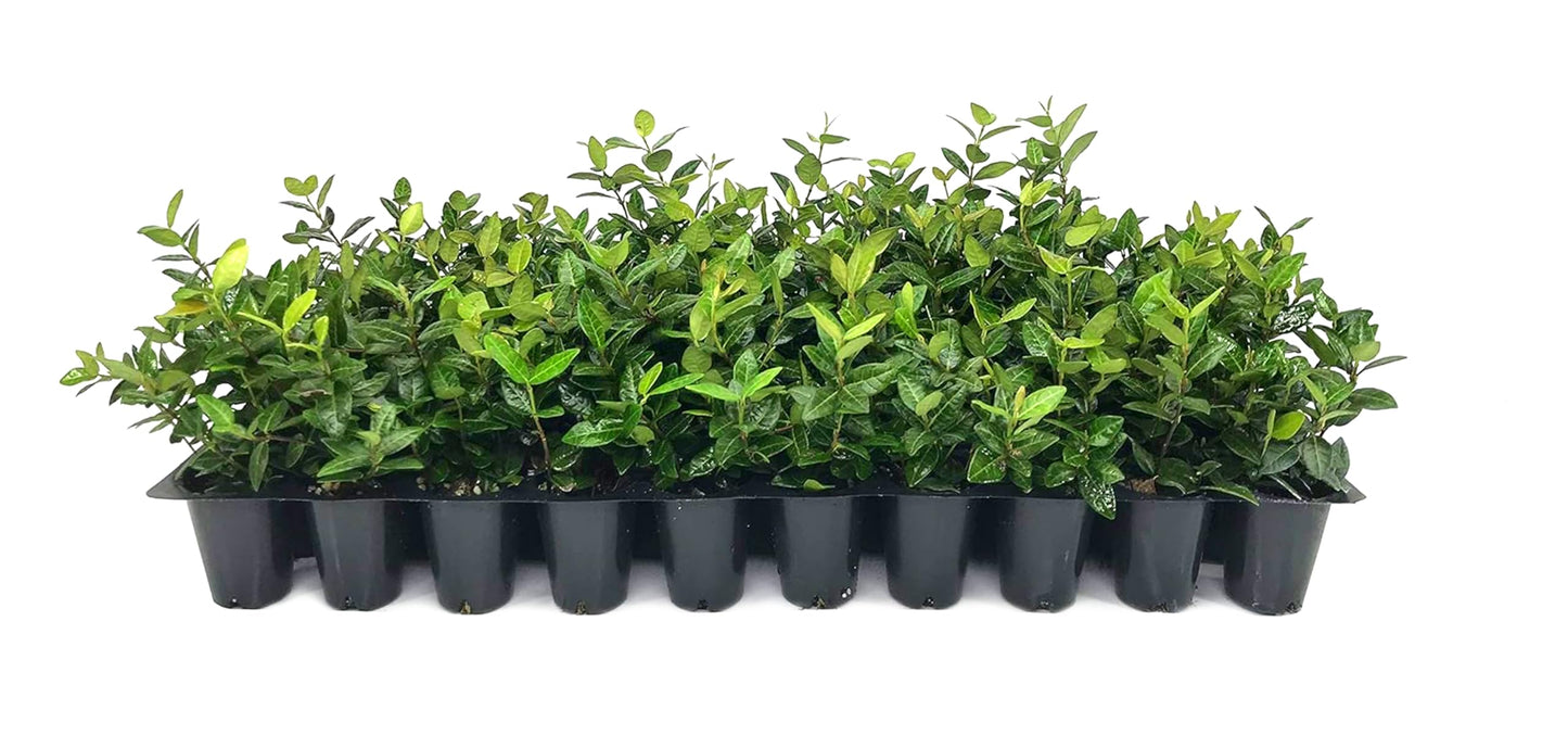 Asiatic Jasmine Minima | 50 Live Plants | Trachelospermum Asiaticum | Ground Cover, Fast Growing, Low Maintenance Evergreen, Cold Hardy, Drought Tolerant, Dense Growth, Landscaping