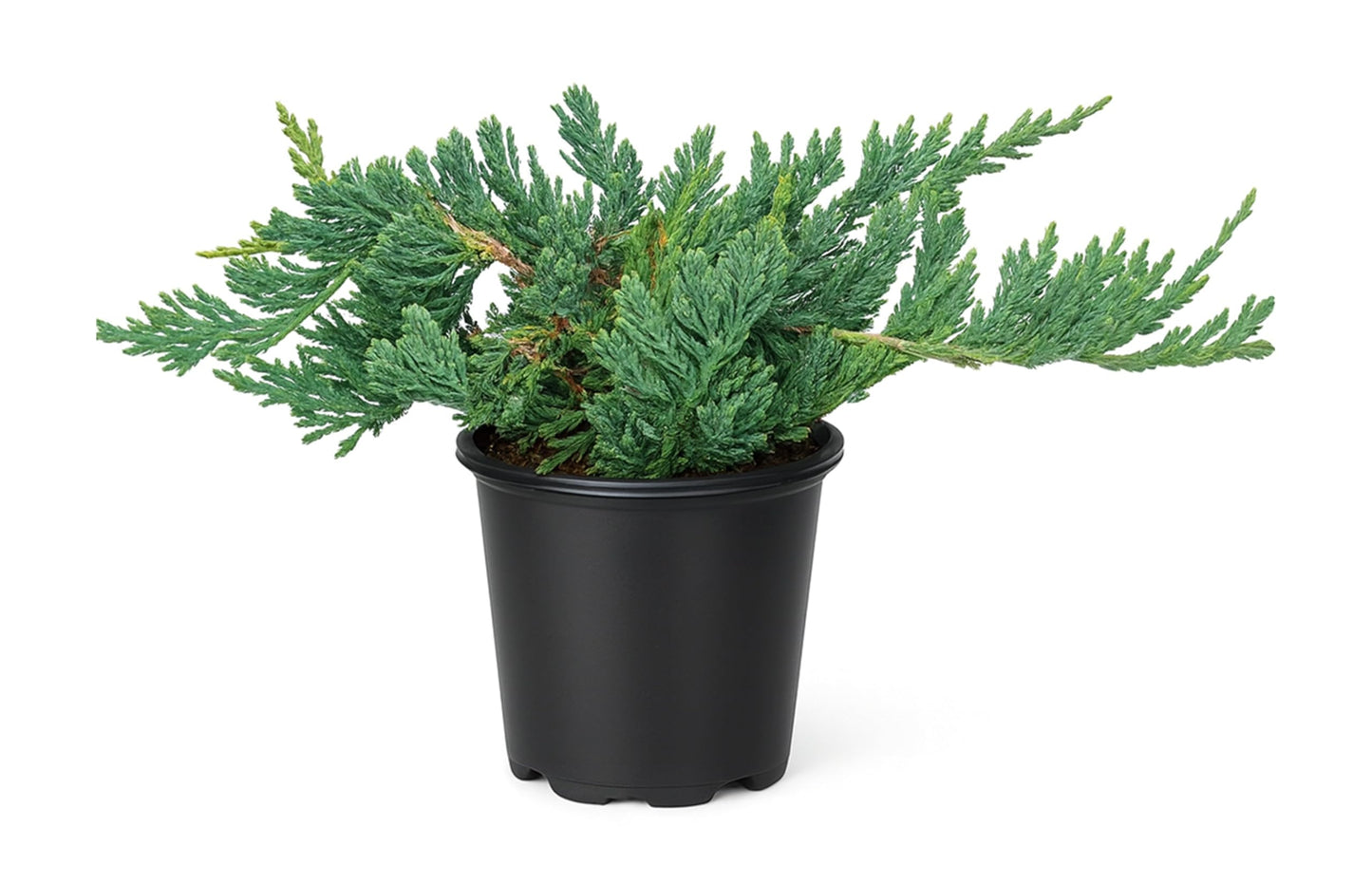 Blue Rug Juniper Wiltonii | 10 Live 4 Inch Plants | Juniperus Horizontalis | Creeping Ground Cover, Low Maintenance Shrub, Drought Tolerant, Evergreen Foliage, Fast Growing, Erosion Control