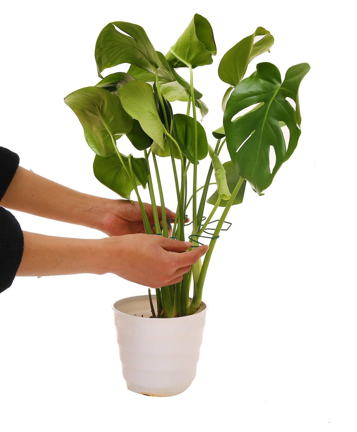 Spiritlele 5 Pcs Green Plant Stem Support Holder Set Monstera Plant Support Clamp Growth Accessories for Indoor Plants Big