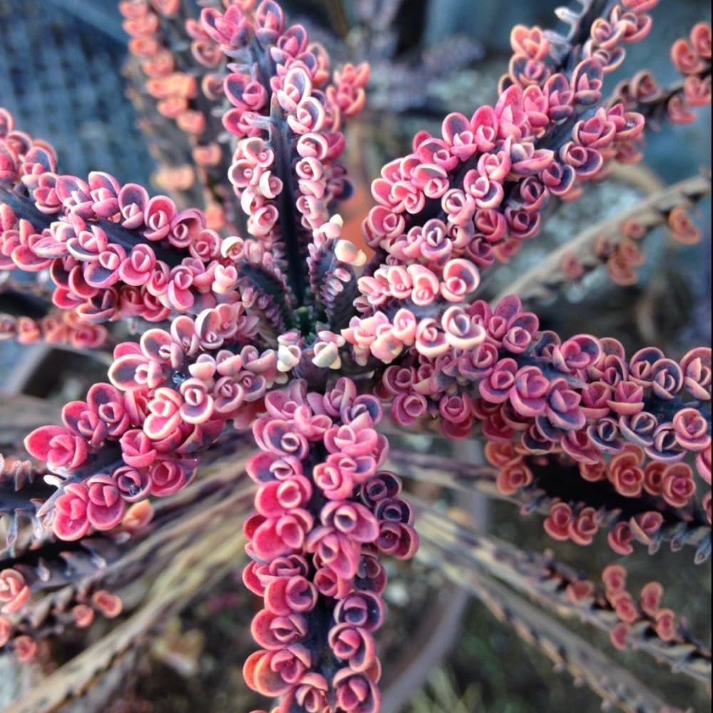Pink Kalanchoe Plant Live in 2 Inch Pot, Butterfly Kalanchoe Succulent Mother of Thousands, Kalanchoe Live Plant