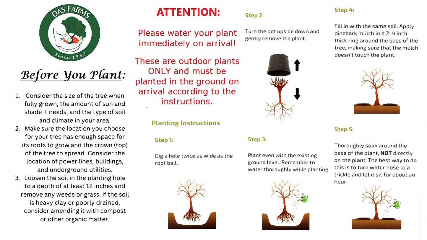 Golden Delicious Apple Tree - Grow Fresh Fruit - Live Plant Shipped 2 to 3 Feet Tall by DAS Farms