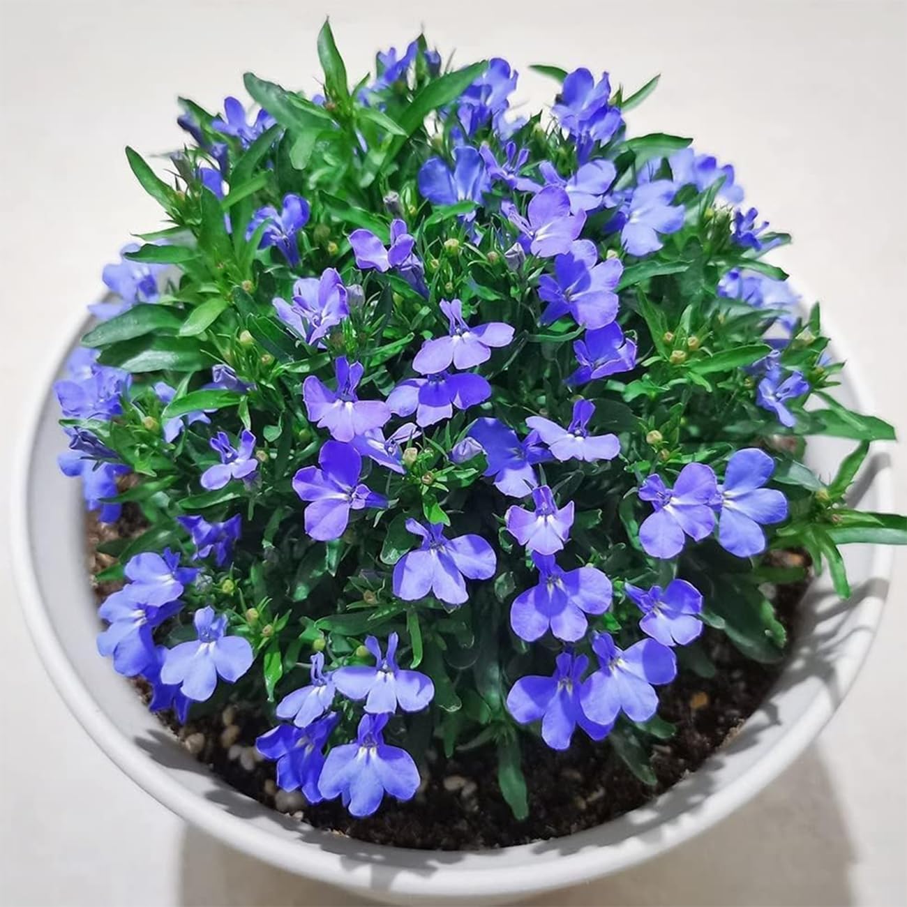 20000+ Magic Blue Creeping Thyme Seeds for Planting Ground Cover Plants Heirloom Flowers Perennial Thyme Non-GMO Thymus Serpyllum Seed (Pack of 2)