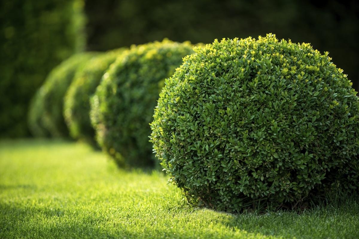 Japanese Boxwood | 1 Live 4 Inch Pot | Buxus Microphylla | Formal Evergreen Low Maintenance Hedge Plants