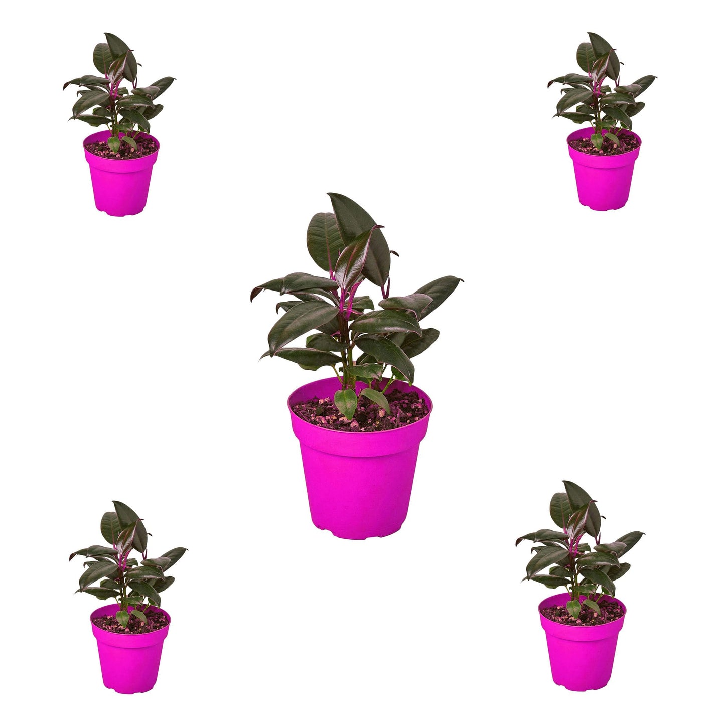 5 Pack Ficus Elastica 'Burgundy' in 4in Pot - Live Plants Tropical Houseplants | Variegated | USA Growers | The Snobby Leaf